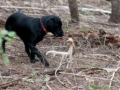 Arrow Retrieving Shed