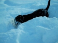 Arrow Finding Shed in Snow