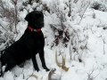 Arrow in Snow