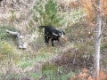 Bow Retrieving in Brush