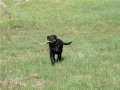 Bow Fetching Antler Shed