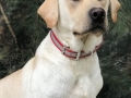 BUDDY-PORTRAIT