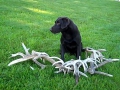 Hunter with Retrieved Horns