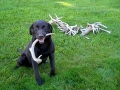 Hunter Playing with Antlers