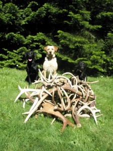 Antler Shed Trophies