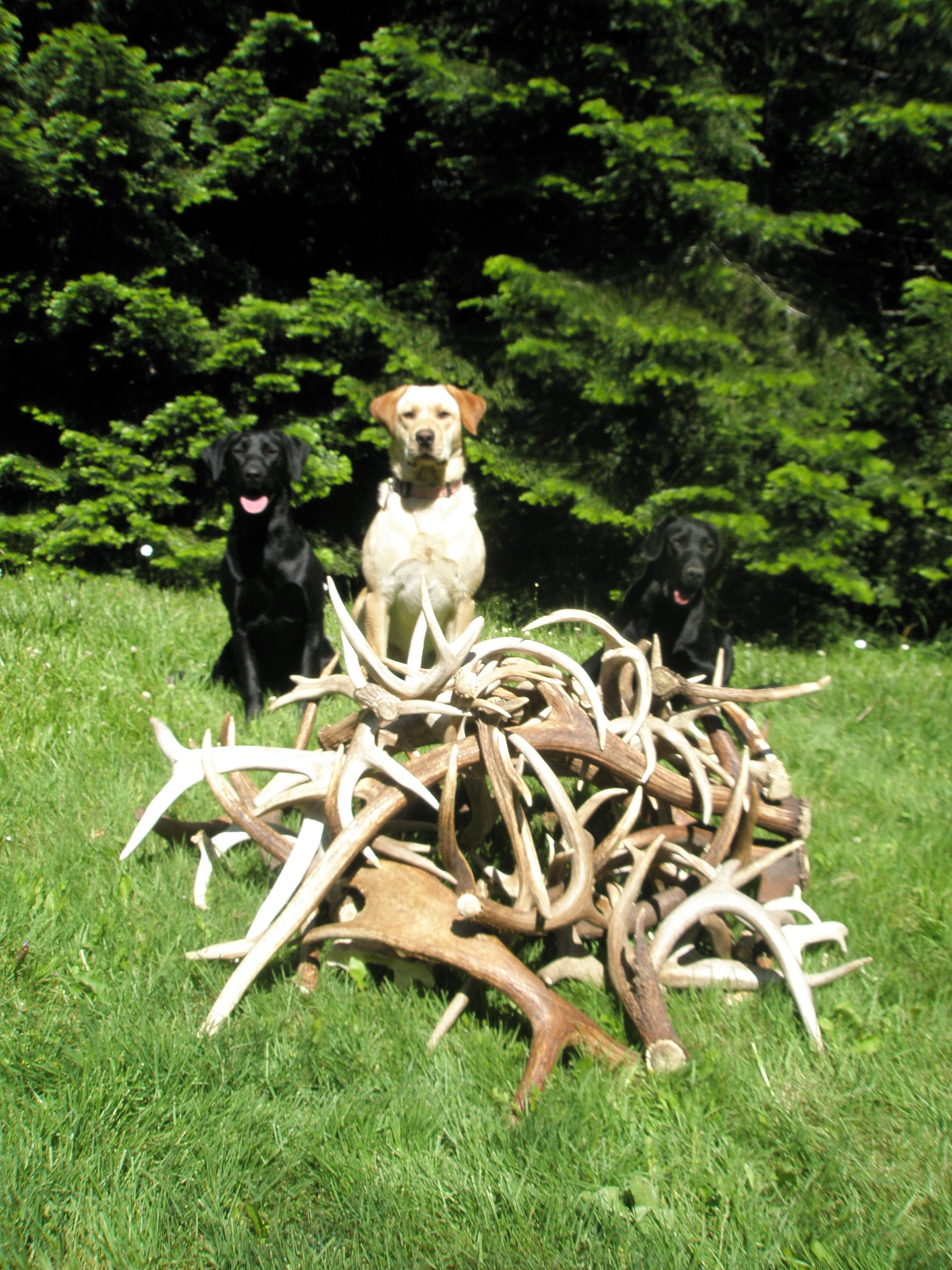 North Idaho Shed Antler Dogs Trained Horn Labrador Retrievers 