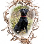 shed-antler-hunting-retriever
