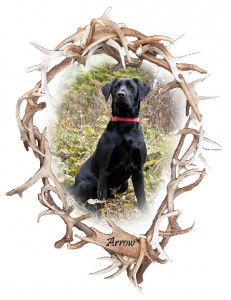 shed-antler-hunting-retriever