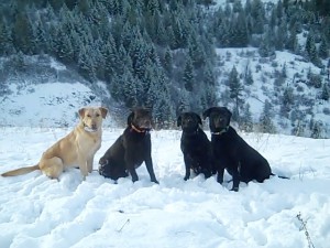 JANUARY 2015 shed antler hunting