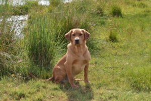 yellow-labrador-retriever