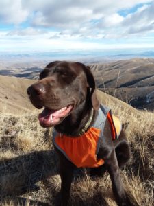 SHEDS-ANTLER-HORN-BONE-LAB-LABRADOR-RETRIEVER-HUNT