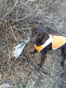 SHEDS-ANTLER-HORN-BONE-RETRIVE-RETRIEVER