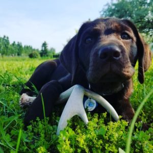 PUPPY-CHOCOLATE-SHEDS-ANTLER-HORN-ONE-HUNT-RETRIEVER