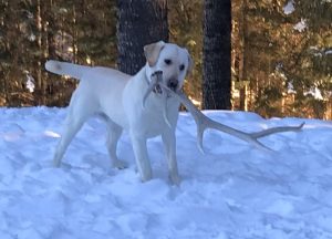 SHEDS-ANTLER-HORN-BONE-HUNT-HUNTING-LABRADOR-RETRIEVER