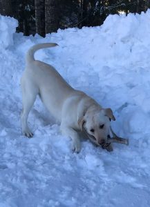 SHEDS-ANTLER-HORN-BONE-LAB-RETRIEVER