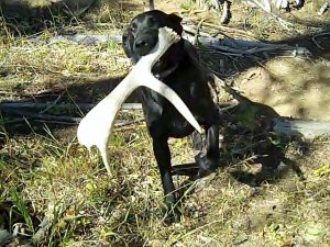 SHEDS-ANTLER-BONE-HORN-HUNT-